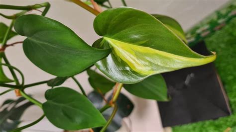 philodendron brasil plant care